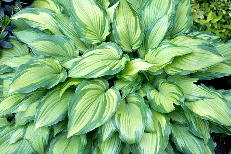 A close up of a hosta plant growing in the garden with bright and dark green variegated leaves.