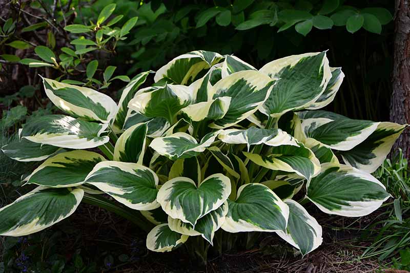 A close up of a hosta plant of the variety &lsquo;Minuteman&rsquo; growing underneath a tree in a shady location. With dark green leaves that are edged in light green and white. The background is dark in soft focus.
