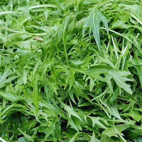 A close up of the thin leaves of &lsquo;Wild Rocket&rsquo; variety, fading to soft focus in the background.