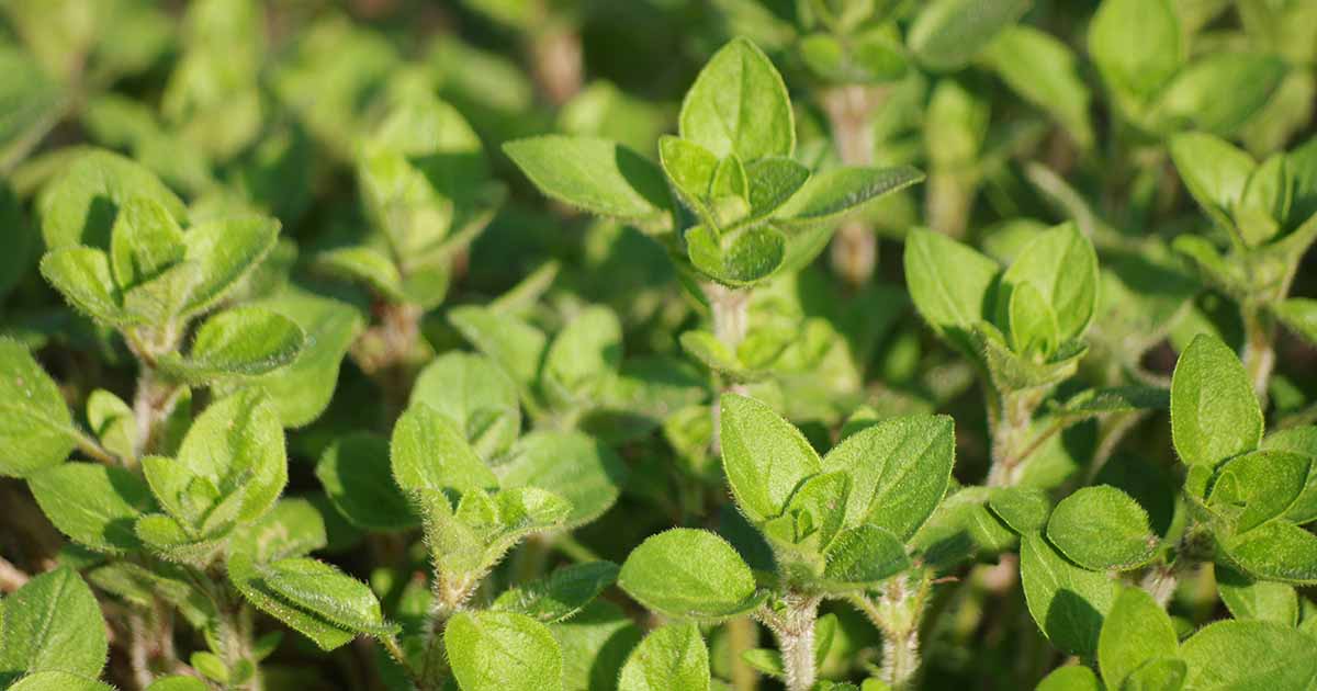 Buy Oregano Seeds 100 Organic Top Quality Grow Food Guide