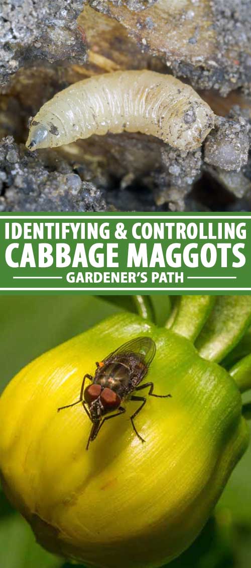 Identifying and Controlling Cabbage Maggots Gardener's Path