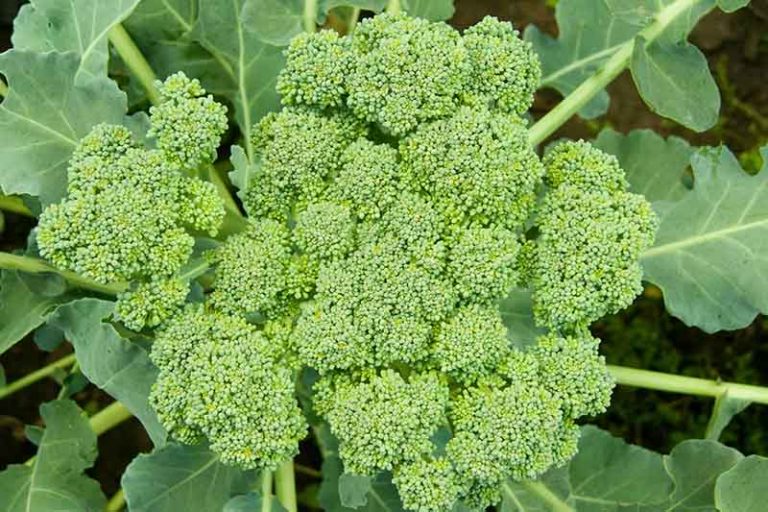 Why Your Broccoli May Form Loose, Bitter Heads Gardener's Path