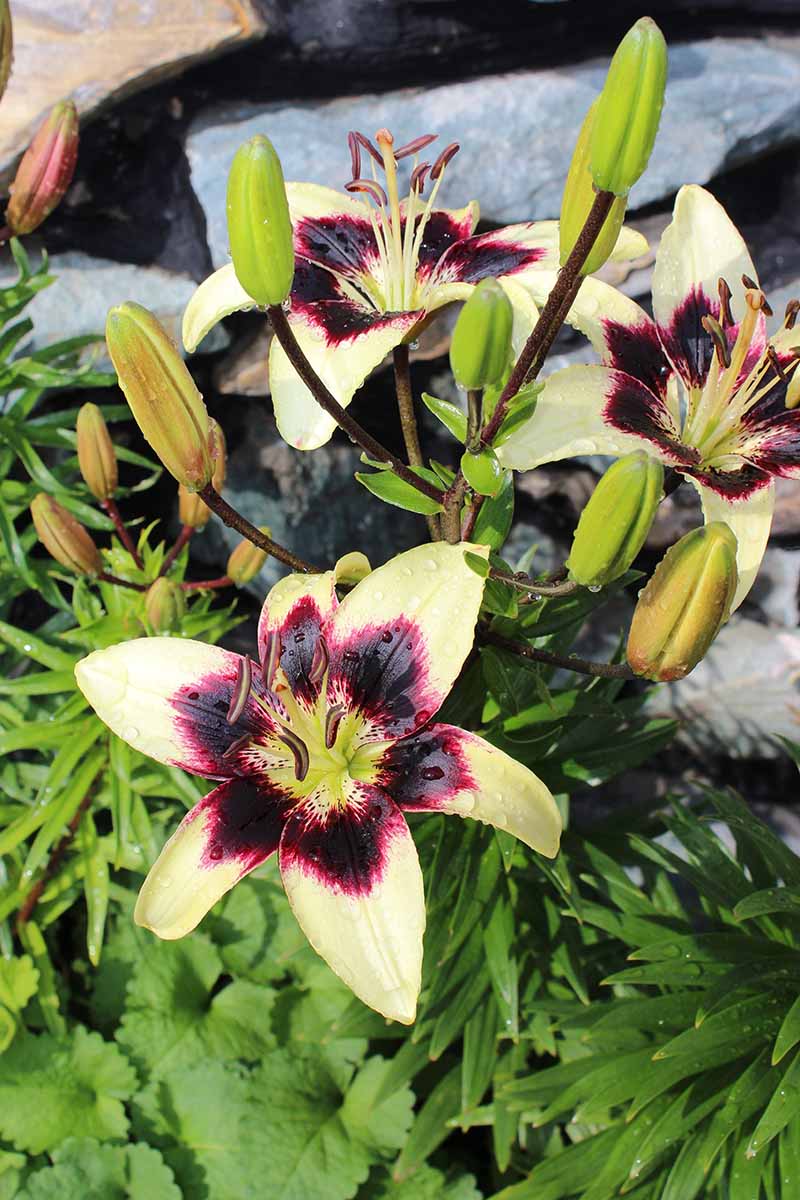 27 of the Best Lily Varieties Gardener’s Path