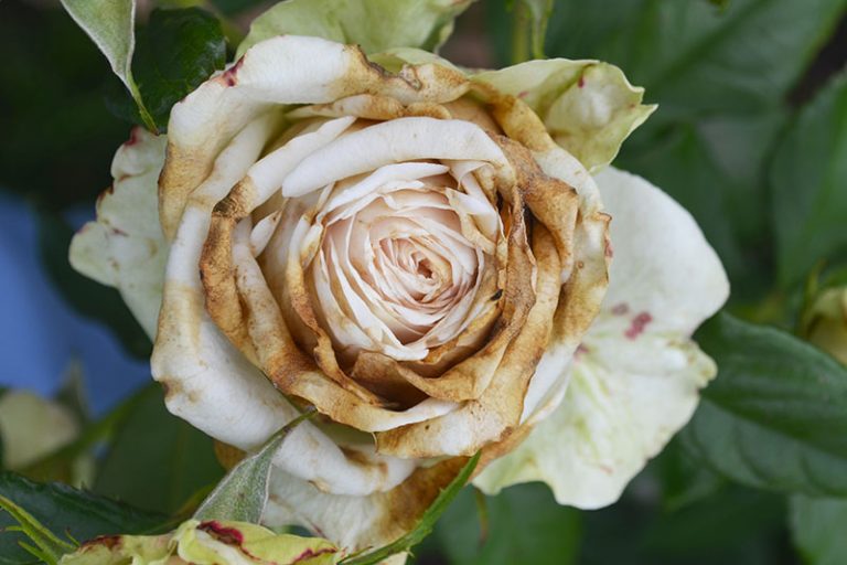 How to Identify and Treat 9 Common Rose Diseases Gardener’s Path