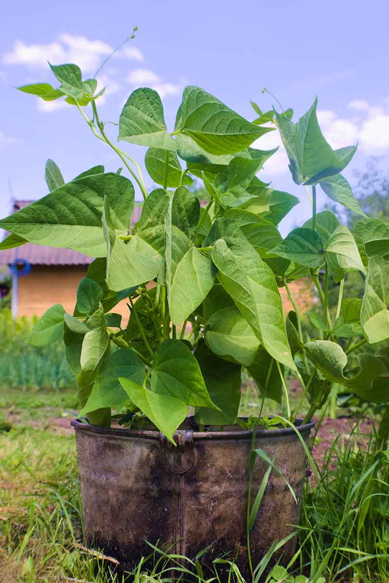 How to Grow Bush Beans Gardener’s Path