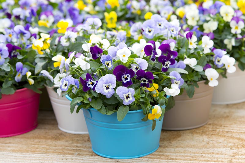 A selection of decorative metal pots in a variety of colors containing blooming pansies, set on a wooden surface.