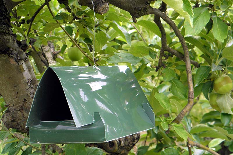 A close up of a green plastic insect trap hanging from a tree in light sunshine on a soft focus background.