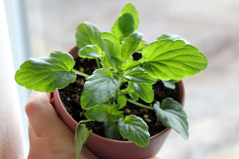 A close up of a young spring viola growing in a small plastic pot on a soft focus background.