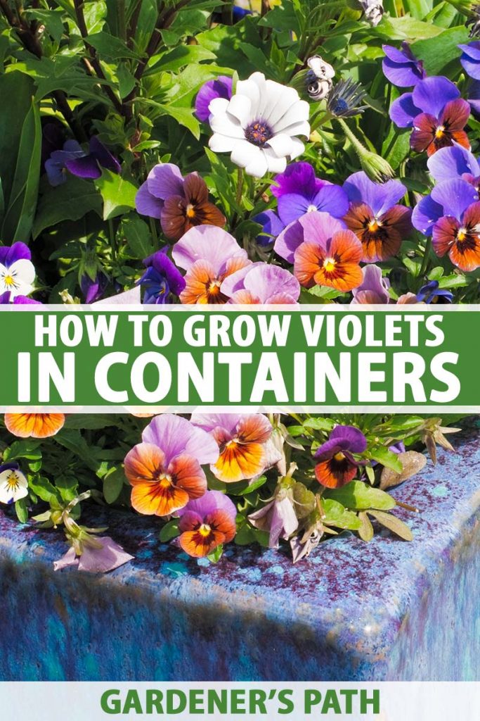 A vertical close up picture of a large blue container with blooming violets in bright sunshine with foliage in soft focus in the background. To the center and bottom of the frame is green and white text.