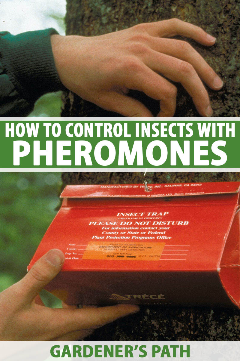 A vertical close up picture of a hand from the top of the frame hanging a red triangular insect trap on a tree. To the center and bottom of the frame is green and white text.