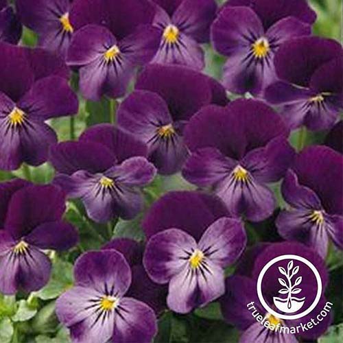 A close up of &lsquo;Lilac Ice&rsquo; pansy cultivar, with beautiful purple blooms and a small yellow eye on a soft focus background.