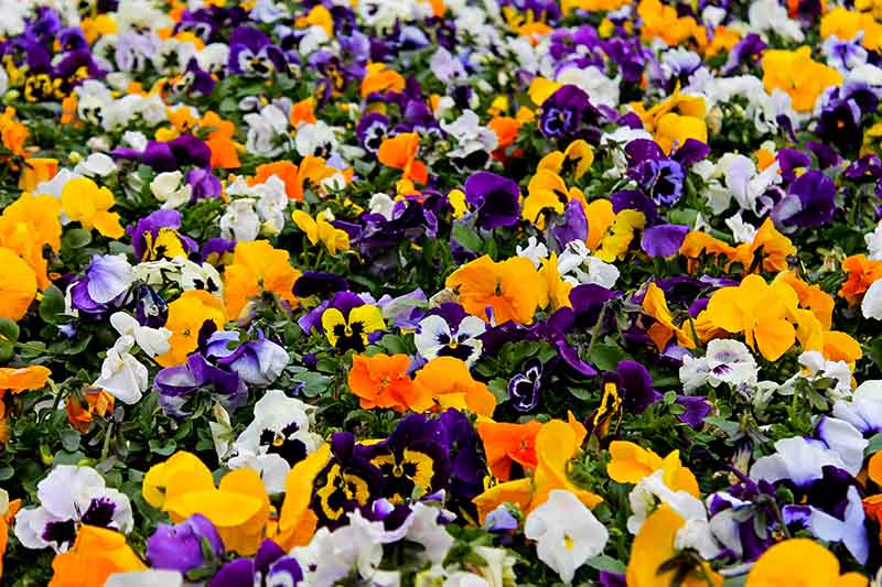 A close up of a mixture of violets in various different colors growing in the garden, fading to soft focus in the background.