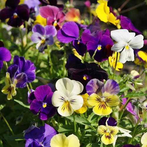 A close up of variously colored pansies growing in the garden in bright sunshine on a soft focus background.