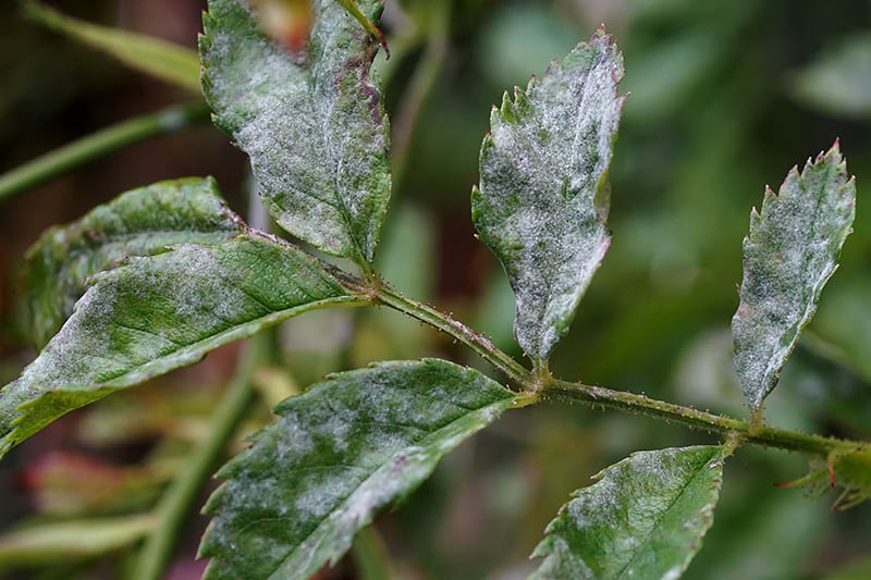 Why Do My Roses Have No Leaves at Judith Heiss blog