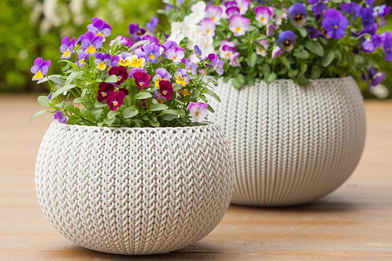 A close up of two decorative pots with brightly colored violets in full bloom set on a wooden surface, fading to soft focus in the background.