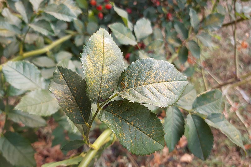 How to Identify and Treat Common Rose Diseases Gardener’s Path