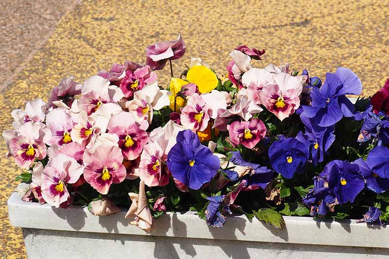 A close up of a container of brightly colored pink and blue pansies, set on a stone surface in bright sunshine.