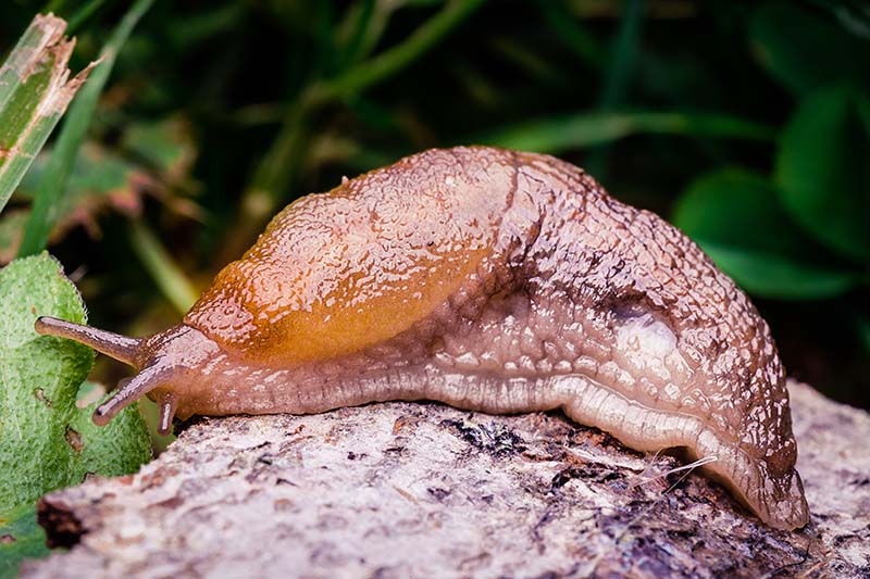 A close up of a slug in the garden on a soft focus background.