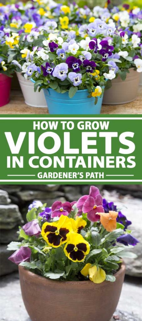 A collage of photos showing violet flowers in pots and containers.