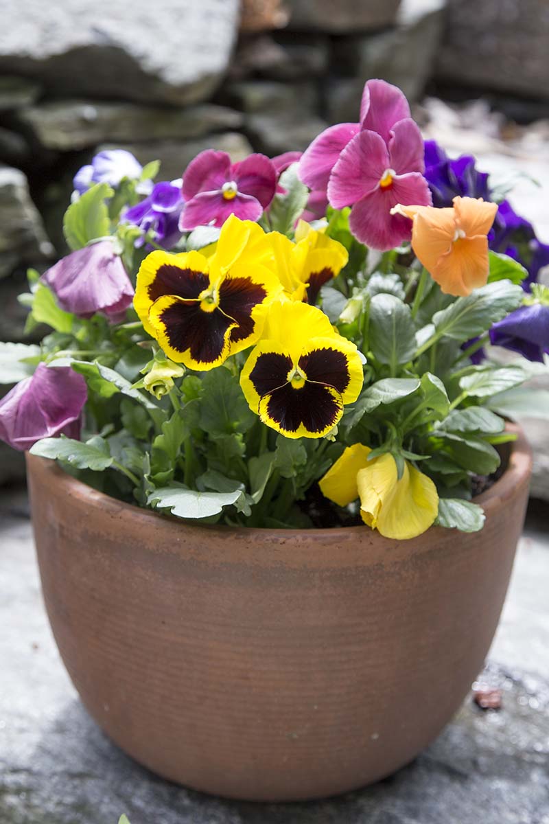 A vertical picture of a terra cotta pot containing pansies in full bloom, set on a gray surface, on a soft focus background.