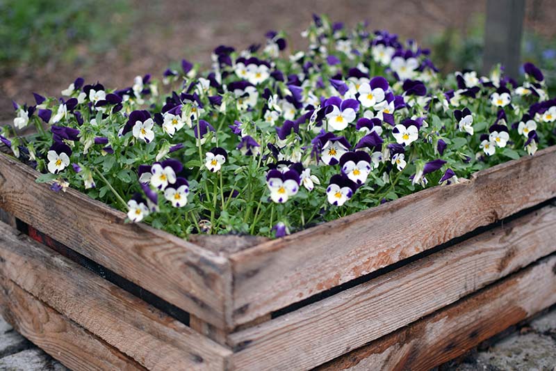 A close up of a wooden container with small pansies in full bloom creating a carpet of bright color and foliage, on a soft focus background.