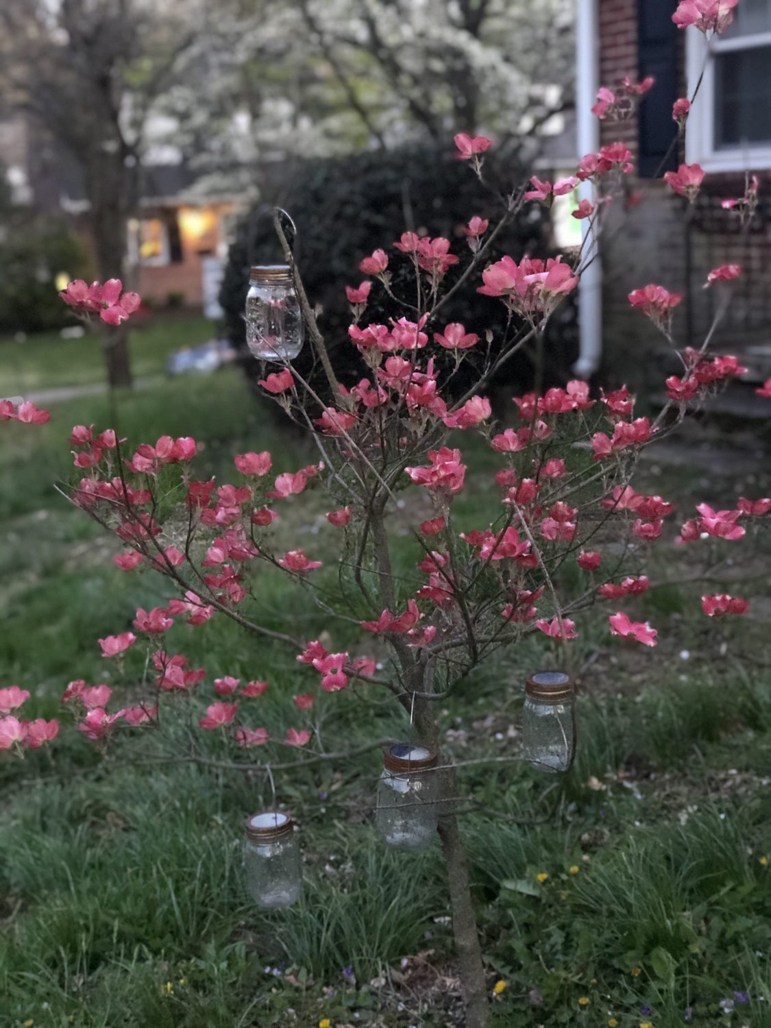 What to Do When the Top of Your Tree Dies Gardener’s Path