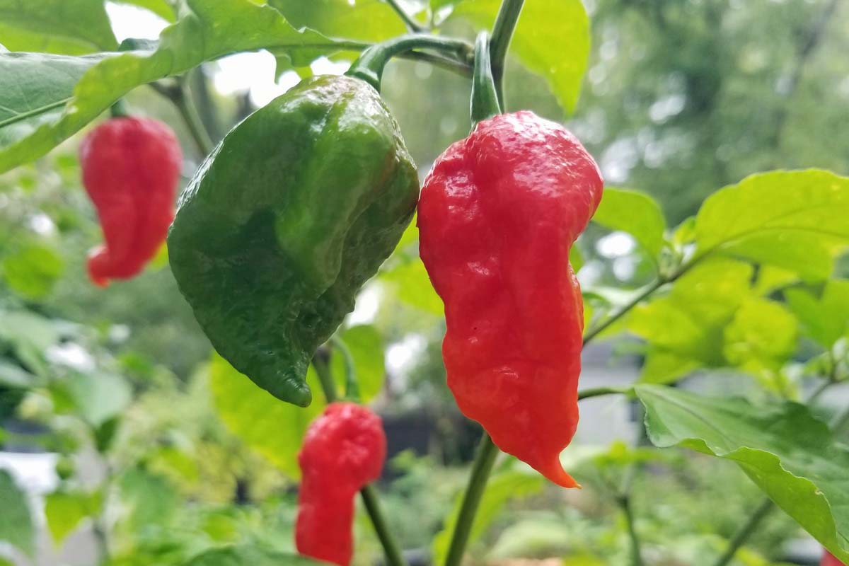 A close up of two ghost peppers attached to the plant. One is green, meaning that it is not yet ripe, and the other red, ready for harvest.