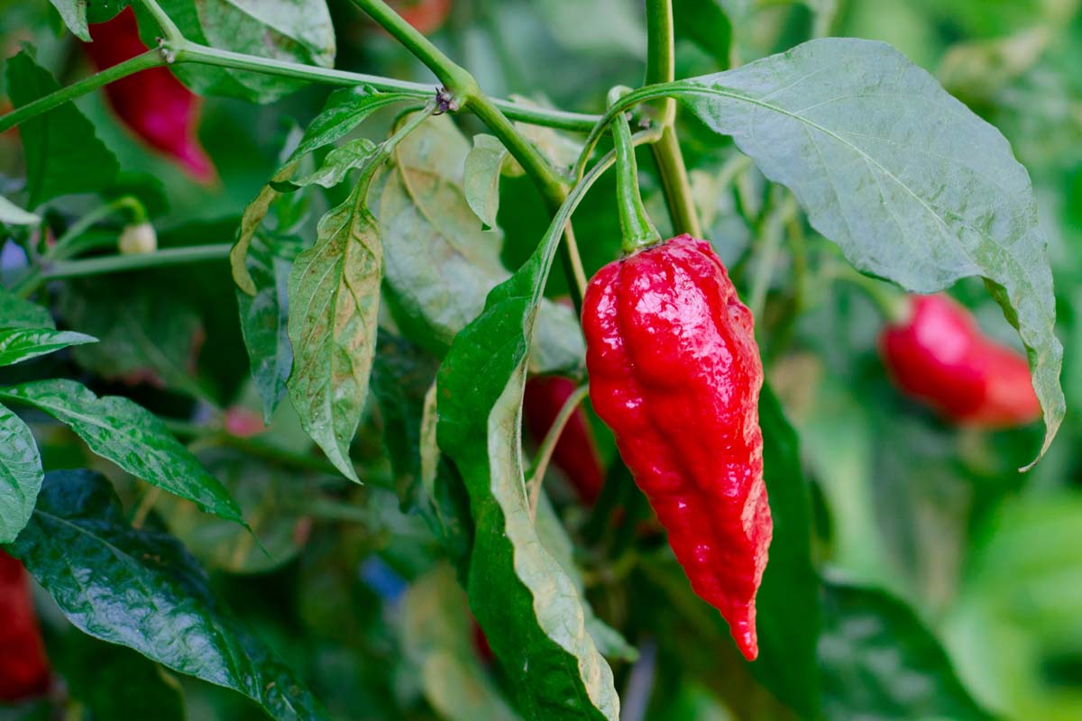 A close up of a ripe, red ghost pepper attached to the plant, surrounded by green foliage on a soft focus background.