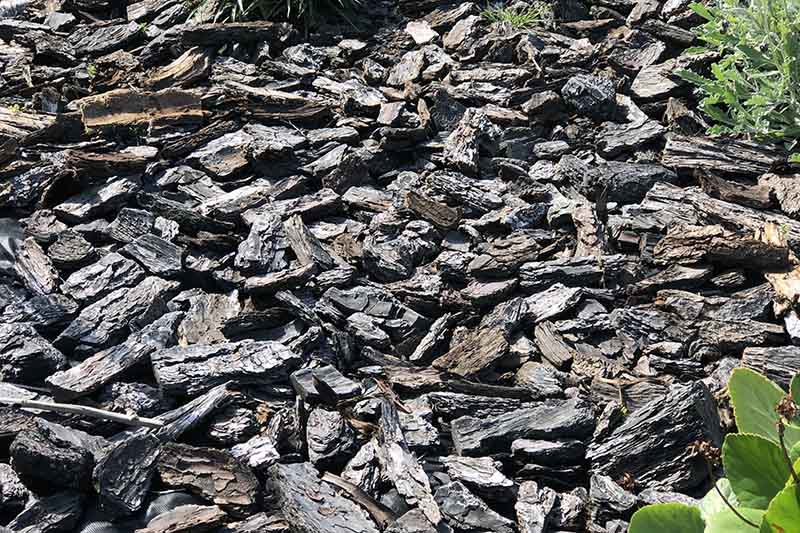 A close up of large chip bark used in a flower border to cover the soil and create a barrier for weeds.
