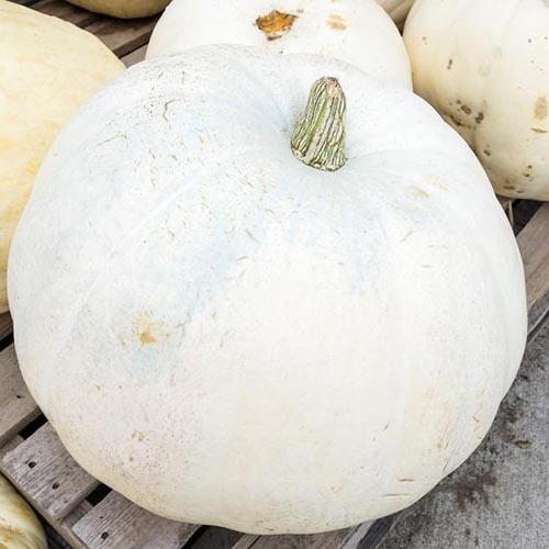 A close up of the light colored Cucurbita pepo &lsquo;Casper&rsquo; variety set on a wooden surface.