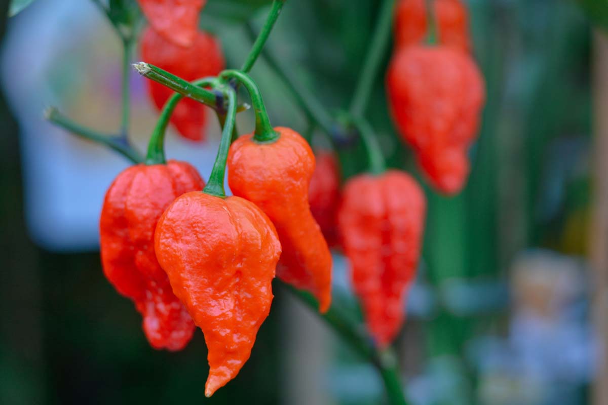 A cluster of bright red ghost chilies ready for harvest, pictured on a soft focus background.