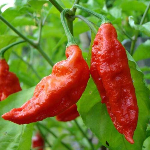 A close up of &lsquo;Bhut Jolokia&rsquo; fruits growing on the plant, ready for harvest, surrounded by foliage on a soft focus background.