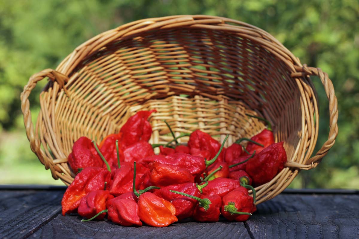 A close up of freshly harvested red ghost fruits, set in a wicker basket on a wooden surface, with a garden scene in sunshine in soft focus in the background.