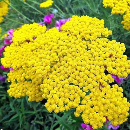 A close up of the bright yellow flowers of Achillea &lsquo;Gold&rsquo; growing in the summer garden.