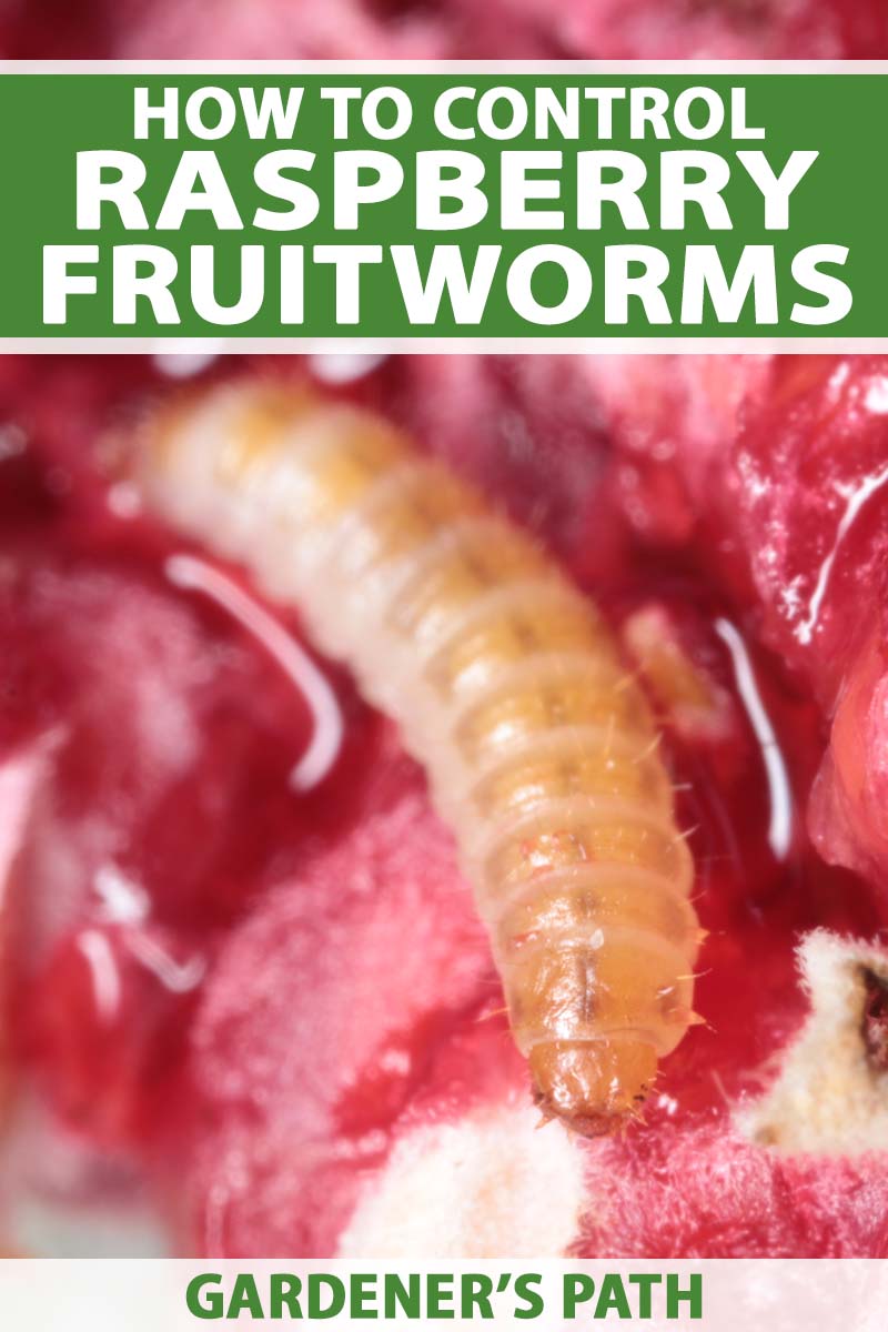 How to Control Raspberry Fruitworms Gardener’s Path
