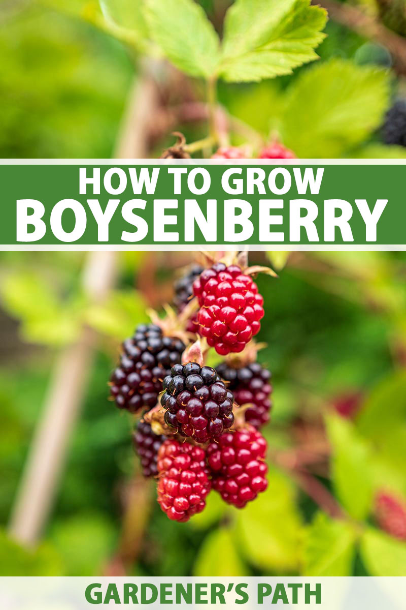 A vertical close up of a cluster of ripening boysenberries on the plant with foliage in soft focus in the background. To the center and bottom of the frame is green and white text.
