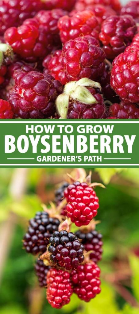 A collage of photos showing boysenberries growing on the bush.