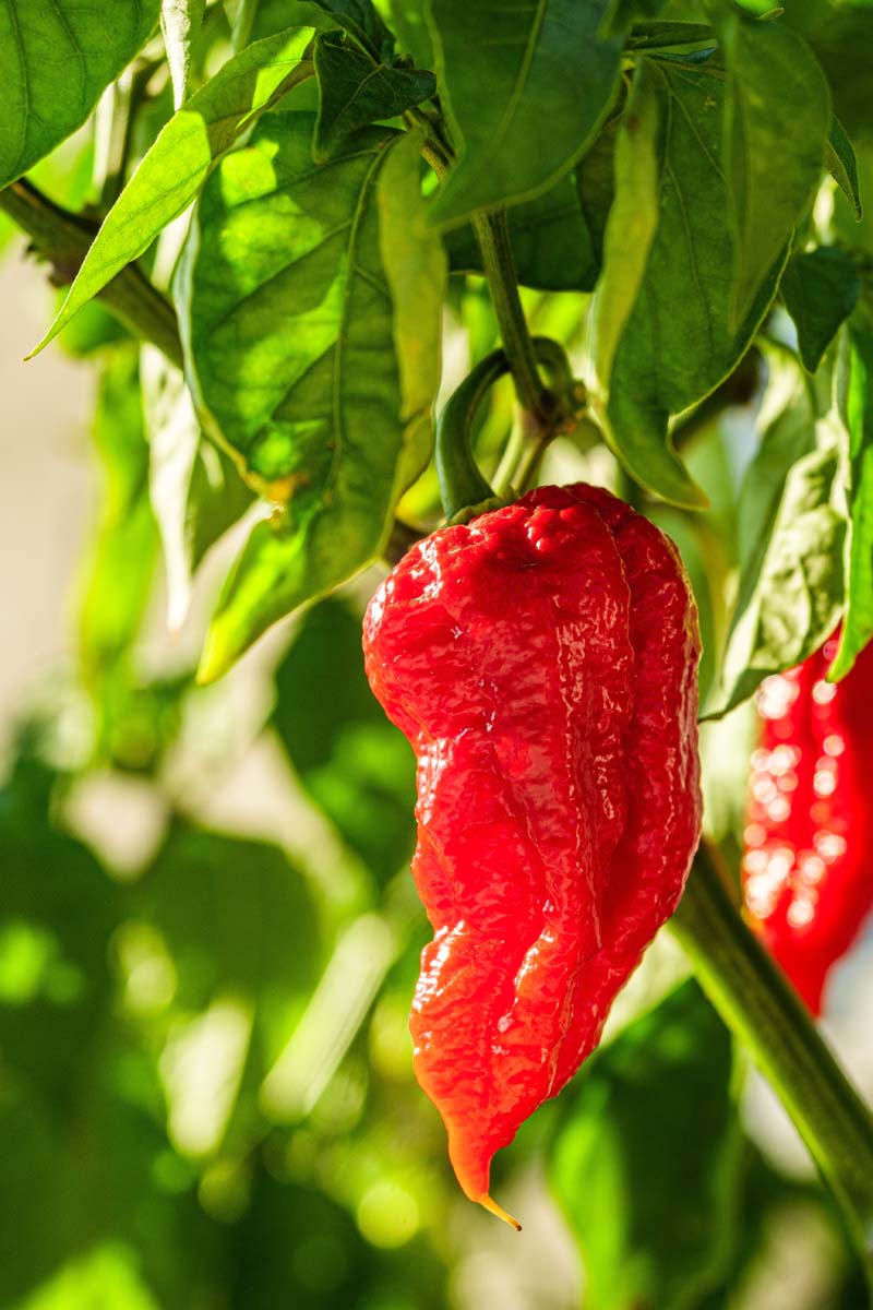 Close up of a single ghost pepper growing on the vine.