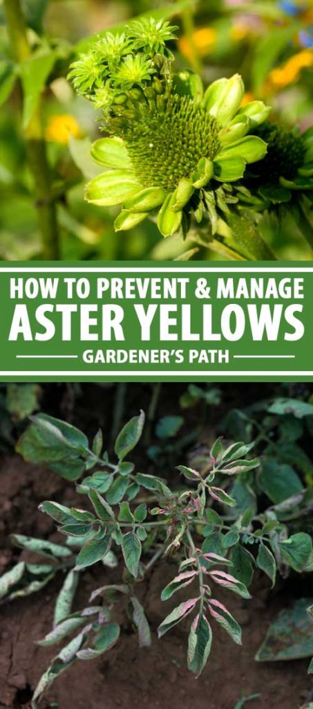 A collage of photos showing plants infected with aster yellows.