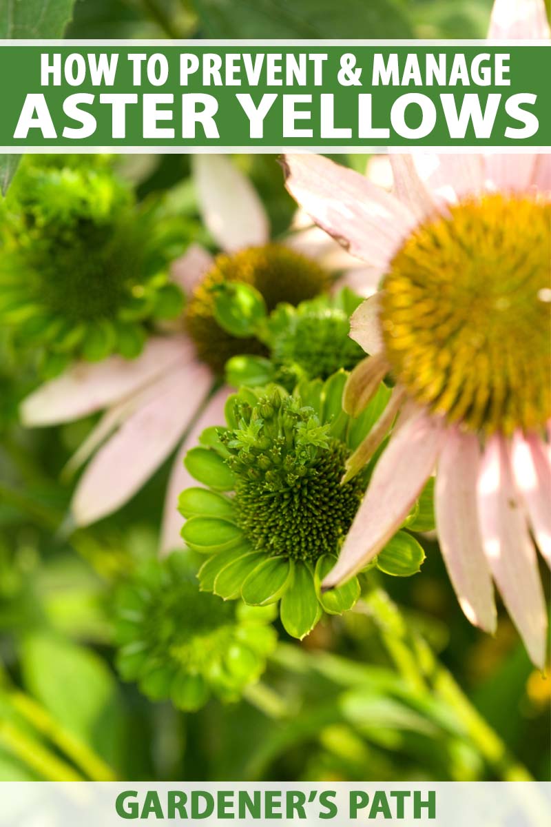 Close up of echinacea flowers with flowers damaged due to aster yellows disease.