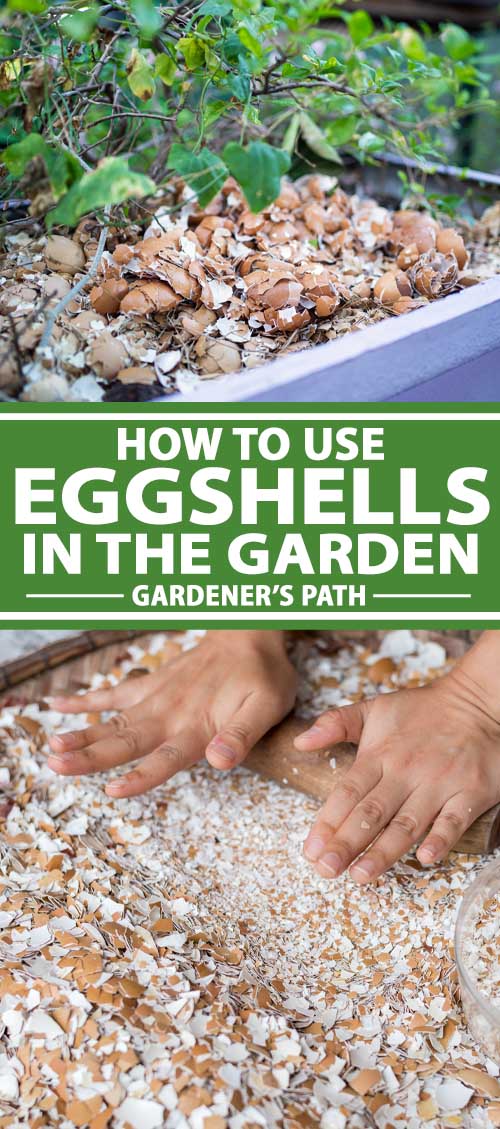 How to Use Eggshells in the Garden Gardener's Path