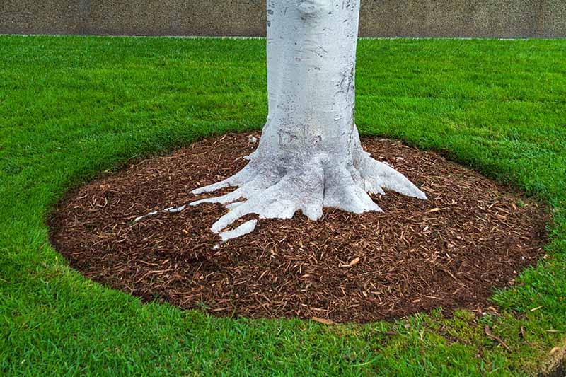 A close up of a base of a tree showing wood chip placed around it in a circle to the drip line, surrounded by bright green lawn.