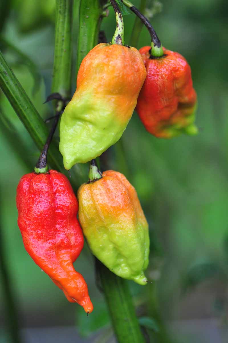 A vertical close up of &lsquo;Bhut Jolokia&rsquo; fruits in various stages of ripeness, growing from the plant, pictured on a soft focus background.