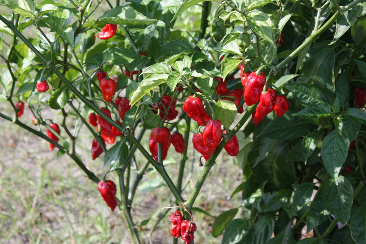 A close up of a large &lsquo;Bhut Jolokia&rsquo; or ghost pepper plant with an abundance of red ripe fruits, growing in the garden in the bright sunshine on a soft focus background.