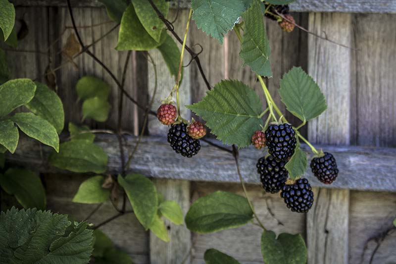 A close up of ripe fruits on a climbing boysenberry vine with a wooden fence in the background.