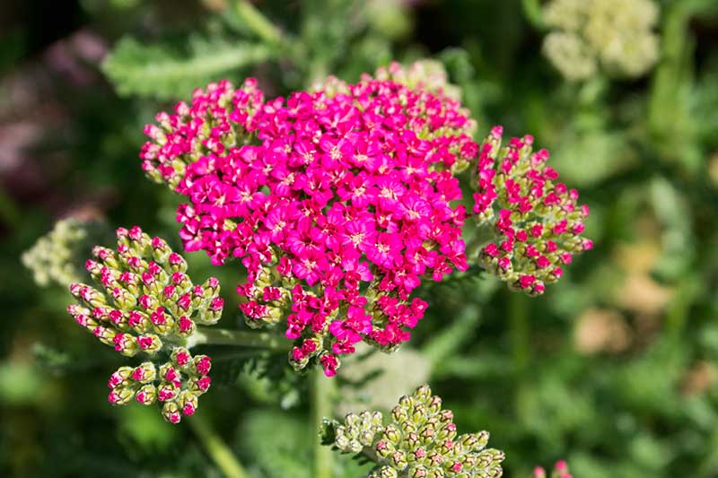 A close up of Achillea &lsquo;New Vintage Rose&rsquo; pictured in bright sunshine on a soft focus background.