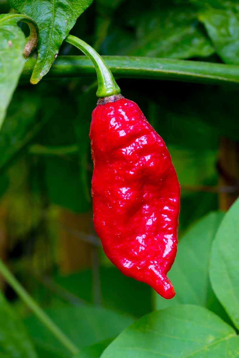 A vertical close up picture of a bright red &lsquo;Bhut Jolokia&rsquo; chili hanging from the plant, ready for harvest, on a green, soft focus background.