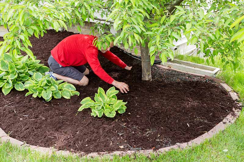 A close up of a man spreading wood chips around the base of a tree in a flower border with a lawn in the foreground.