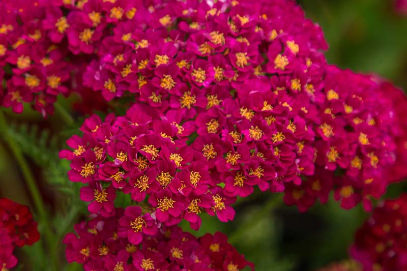 A close up of the bright red flowers of Achillea &lsquo;Strawberry Seduction&rsquo; on a soft focus background.