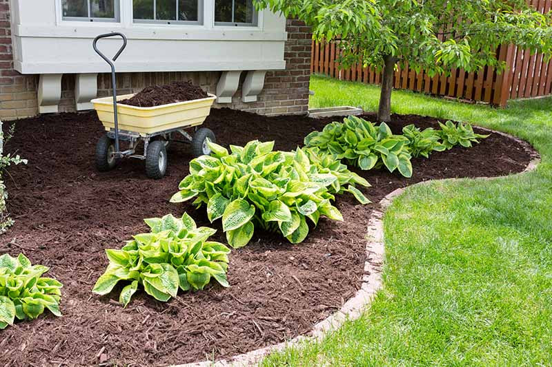 A garden scene with a wheelbarrow in a flower border, spreading material over the unplanted areas to prevent weeds and retain moisture, with a house in the background.